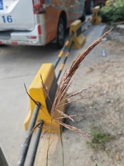 Dichanthium annulatum