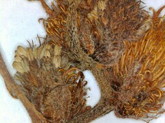 Xanthium strumarium canadense