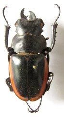 Odontolabis cuvera salvazae