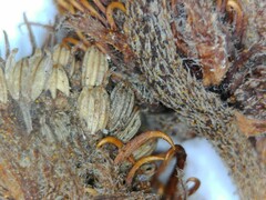 Xanthium strumarium canadense