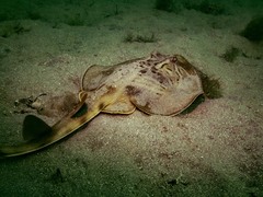 Trygonorrhina dumerilii