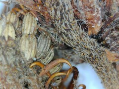 Xanthium strumarium canadense