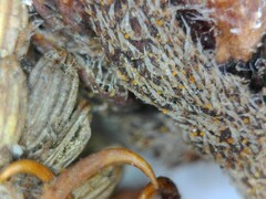 Xanthium strumarium canadense