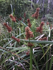 Cyperus lucidus