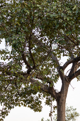 Vitex doniana