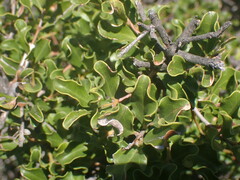 Euclea undulata