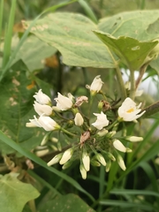 Solanum torvum