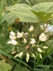 Solanum torvum