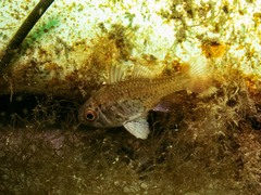Vincentia conspersa
