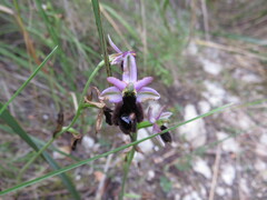 Ophrys bertolonii