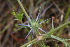 Eryngium ovinum