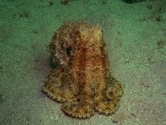 Octopus pallidus