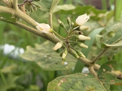 Solanum torvum