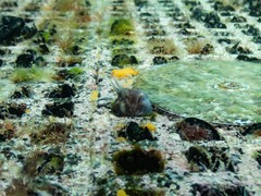 Parablennius tasmanianus