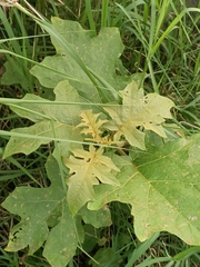 Solanum torvum