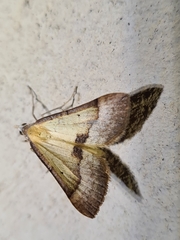 Anachloris subochraria