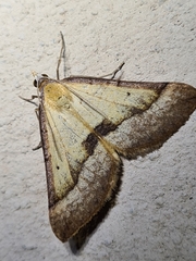 Anachloris subochraria