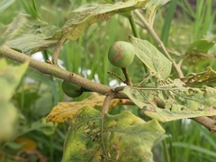 Solanum torvum