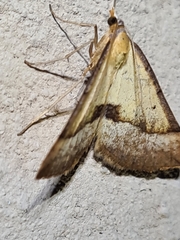 Anachloris subochraria
