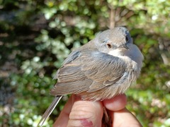 Curruca iberiae