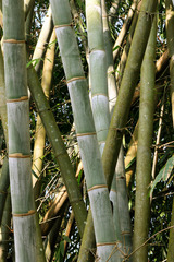 Dendrocalamus giganteus