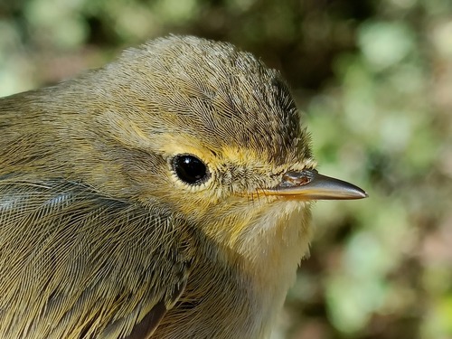 Iberian Chiffchaff