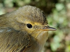 Phylloscopus ibericus