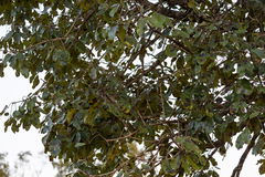 Vitex doniana