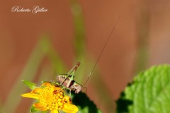 Enthephippion olivaceum