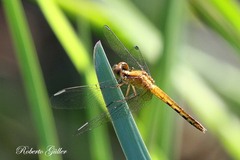 Erythrodiplax paraguayensis