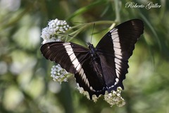 Siproeta epaphus trayja