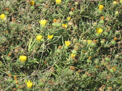 Grindelia scorzonerifolia