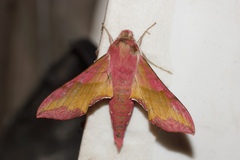 Deilephila porcellus