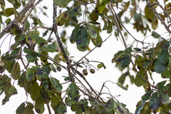 Vitex doniana