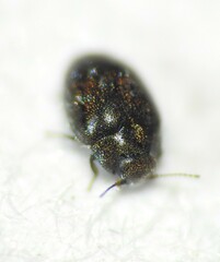 Limnichidae