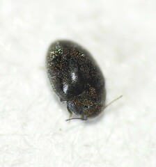 Limnichidae