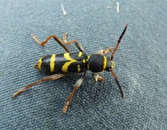 Clytus arietis