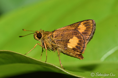 Oriens paragola