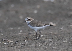 Charadrius alexandrinus
