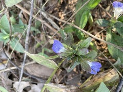Cynarospermum asperrimum