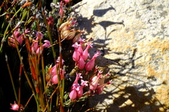 Erica junonia minor