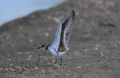 Charadrius alexandrinus