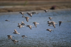 Charadrius alexandrinus