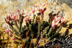 Erica junonia minor