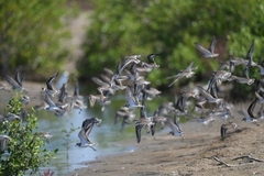 Charadrius alexandrinus