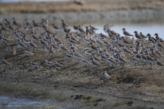 Charadrius alexandrinus