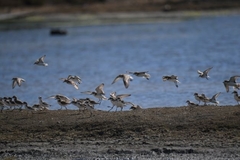 Charadrius alexandrinus