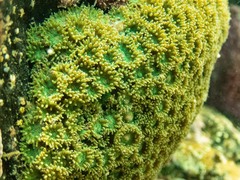 Plesiastrea versipora