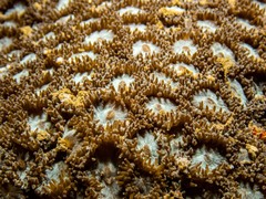 Plesiastrea versipora