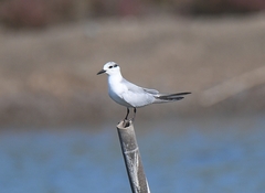 Chlidonias